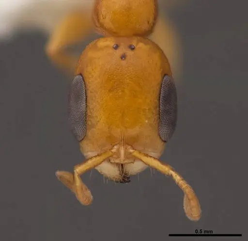 Pseudomyrmex pallidus - FMNHINS0000078509