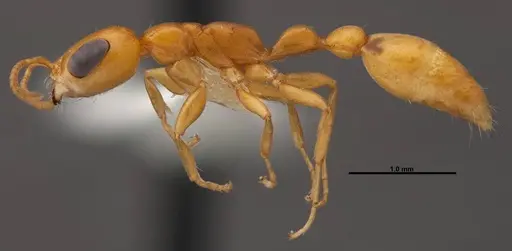 Pseudomyrmex pallidus - FMNHINS0000078509