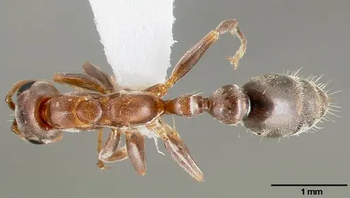 Pseudomyrmex particeps specimen