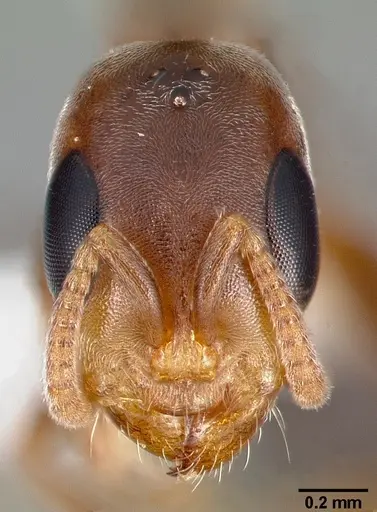 Pseudomyrmex particeps specimen