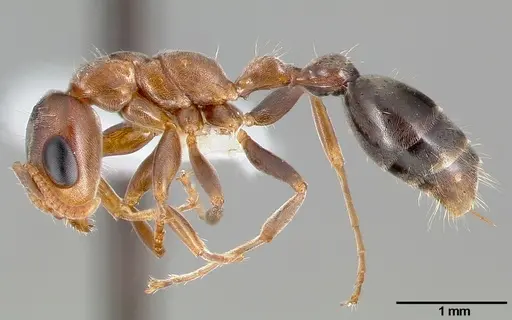 Pseudomyrmex particeps specimen