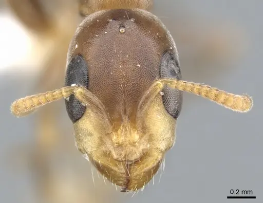 Pseudomyrmex particeps - CASENT0902914