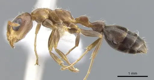 Pseudomyrmex particeps - CASENT0902914