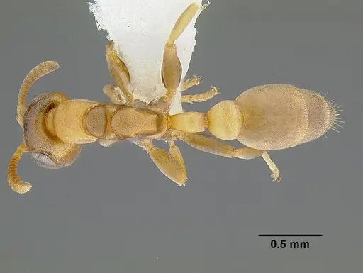 Pseudomyrmex parvulus specimen