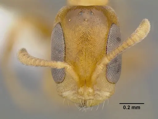 Pseudomyrmex parvulus specimen