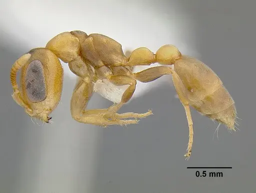 Pseudomyrmex parvulus specimen