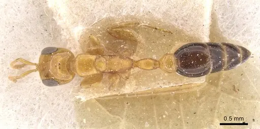 Pseudomyrmex pazosi specimen