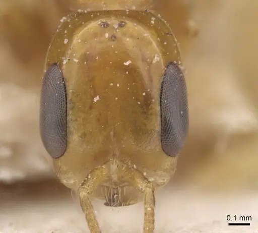 Pseudomyrmex pazosi specimen