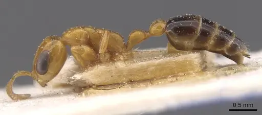 Pseudomyrmex pazosi specimen
