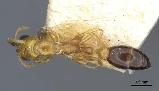 Pseudomyrmex pazosi - CASENT0916875