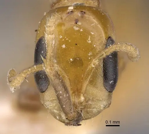 Pseudomyrmex pazosi - CASENT0916875