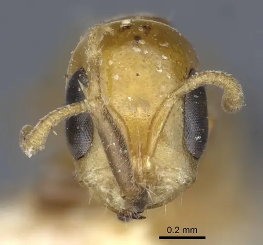 Pseudomyrmex pazosi - CASENT0916875
