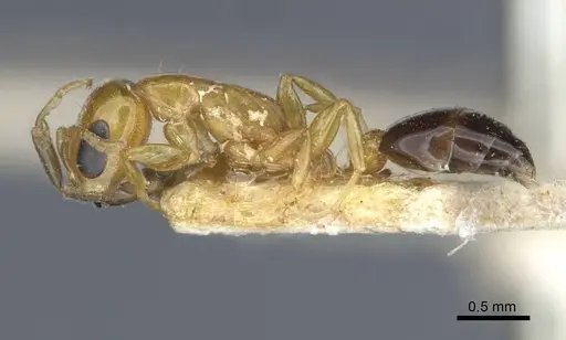 Pseudomyrmex pazosi - CASENT0916875