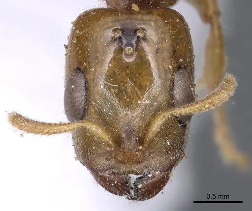 Pseudomyrmex penetrator specimen
