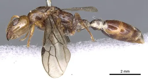 Pseudomyrmex penetrator specimen