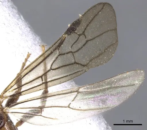 Pseudomyrmex penetrator - CASENT0902883