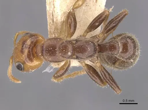 Pseudomyrmex penetrator - CASENT0907548