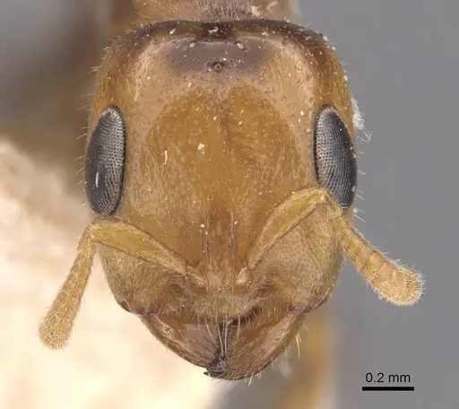 Pseudomyrmex penetrator - CASENT0907548