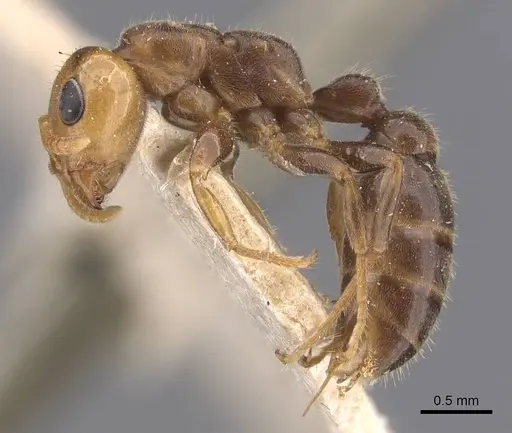 Pseudomyrmex penetrator - CASENT0907548