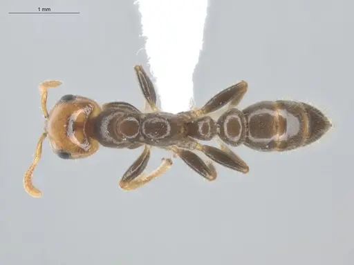 Pseudomyrmex penetrator - ECOFOG-HC-0043-01