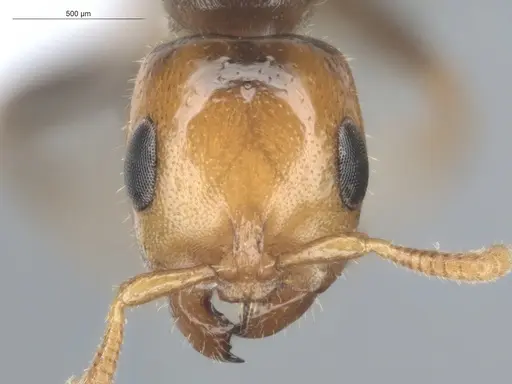 Pseudomyrmex penetrator - ECOFOG-HC-0043-01