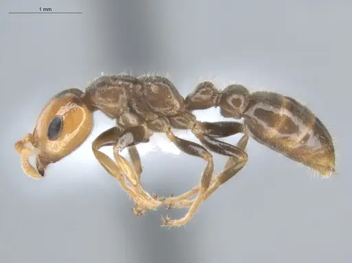 Pseudomyrmex penetrator - ECOFOG-HC-0043-01