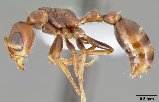 Pseudomyrmex peperi specimen