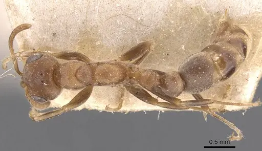 Pseudomyrmex peperi - CASENT0907552