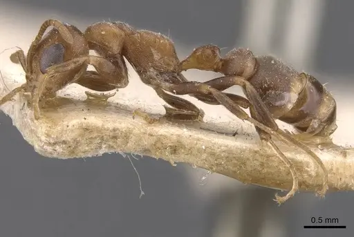 Pseudomyrmex peperi - CASENT0907552