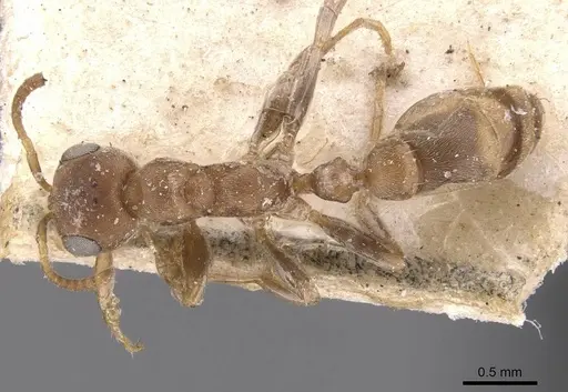 Pseudomyrmex peperi - CASENT0907563