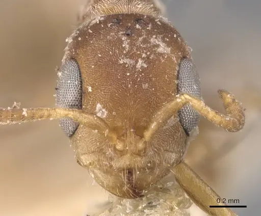 Pseudomyrmex peperi - CASENT0907563