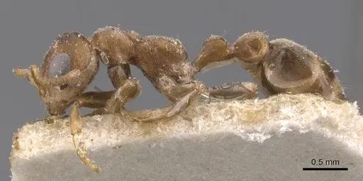 Pseudomyrmex peperi - CASENT0907563