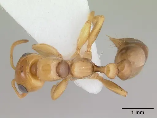 Pseudomyrmex perboscii specimen
