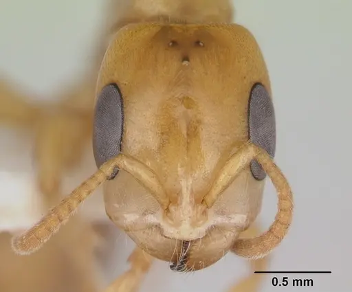 Pseudomyrmex perboscii specimen