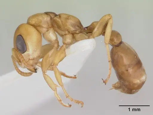 Pseudomyrmex perboscii specimen