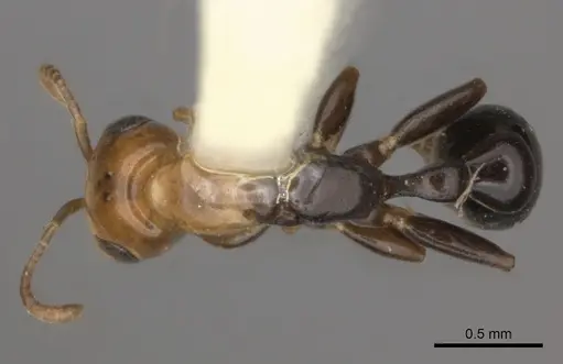 Pseudomyrmex peruvianus specimen