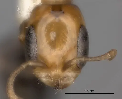 Pseudomyrmex peruvianus specimen
