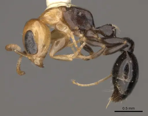 Pseudomyrmex peruvianus specimen
