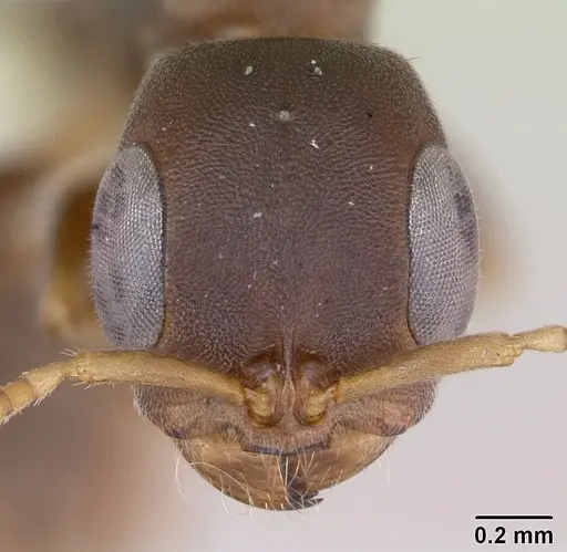 Pseudomyrmex phyllophilus specimen