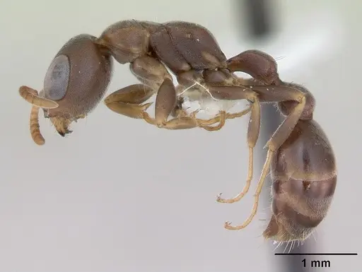 Pseudomyrmex phyllophilus specimen