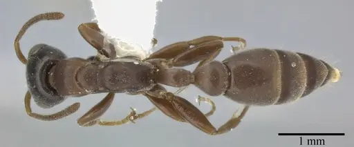 Pseudomyrmex phyllophilus - CASENT0246311