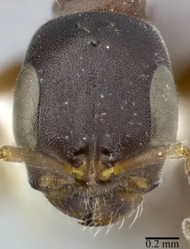 Pseudomyrmex phyllophilus - CASENT0246311
