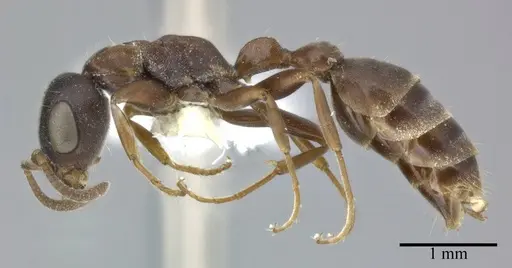 Pseudomyrmex phyllophilus - CASENT0246311