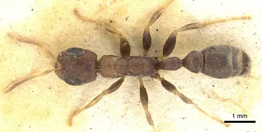 Pseudomyrmex phyllophilus - CASENT0902878