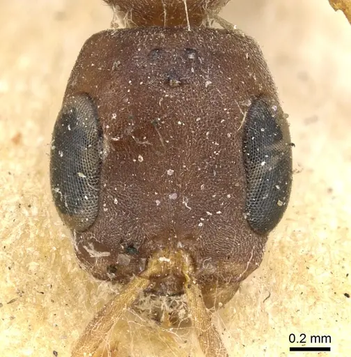 Pseudomyrmex phyllophilus - CASENT0902878