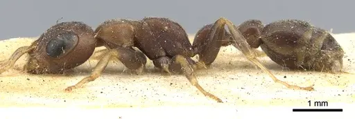 Pseudomyrmex phyllophilus - CASENT0902878