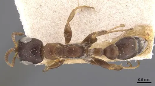Pseudomyrmex phyllophilus - CASENT0907521