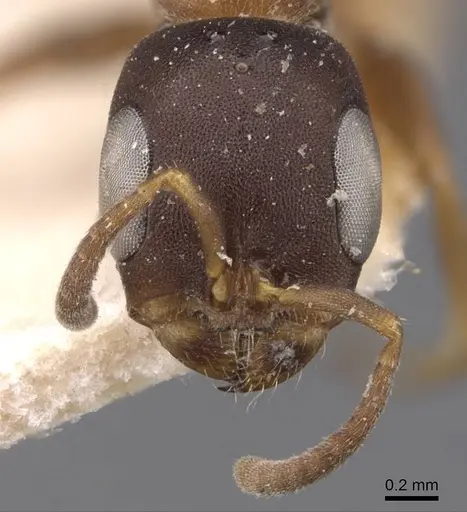 Pseudomyrmex phyllophilus - CASENT0907521