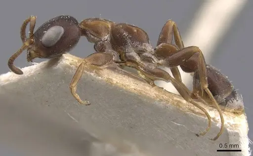 Pseudomyrmex phyllophilus - CASENT0907521