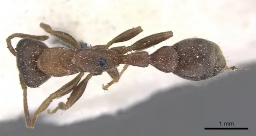 Pseudomyrmex phyllophilus - CASENT0915515